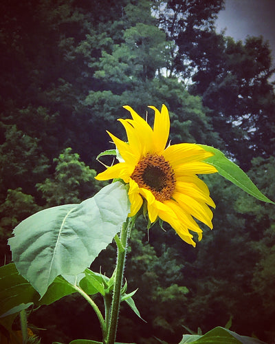 Spiral Roots Sanctuary Gift Card – The Perfect Gift for Health, Wellness, and Self-Care Enthusiasts